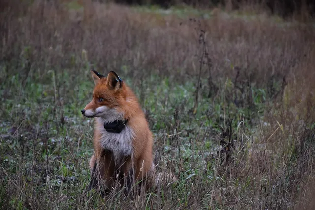 [Recensione] Localizzatore Tractive GPS per Animali e non solo