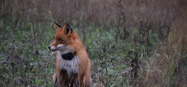 [Recensione] Localizzatore Tractive GPS per Animali e non solo
