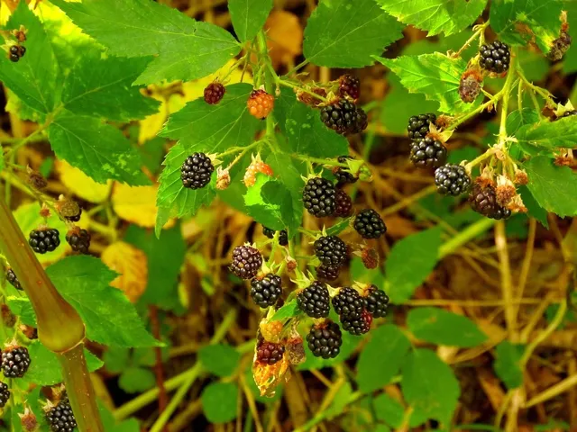 BlackBerry è pronta per ritornare sul mercato mobile