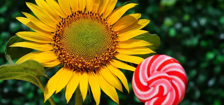 Android Lollipop ha superato Android KitKat